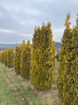 Thuja occidentalis 'Jantar' Lebensbaum 'Jantar'
