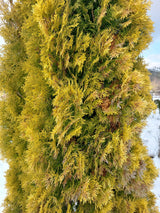 Thuja occidentalis 'Jantar' Lebensbaum 'Jantar'