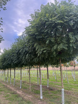 Robinia pseudoac.'Umbraculifera' Kugelakazie