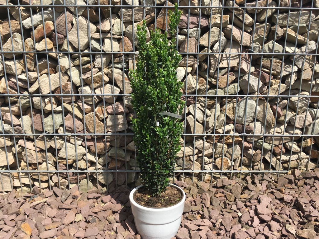 Ilex crenata 'Fastigiata' Säulen-Berg-Ilex