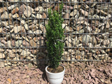 Ilex crenata 'Fastigiata' Säulen-Berg-Ilex