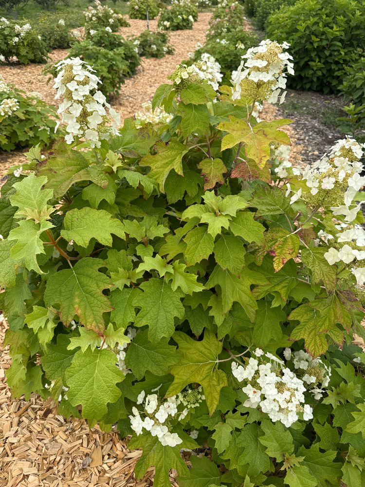 Hydrangea quercifolia 'Snow Queen' Eichenblättr.Hortensie 'Snow Queen'