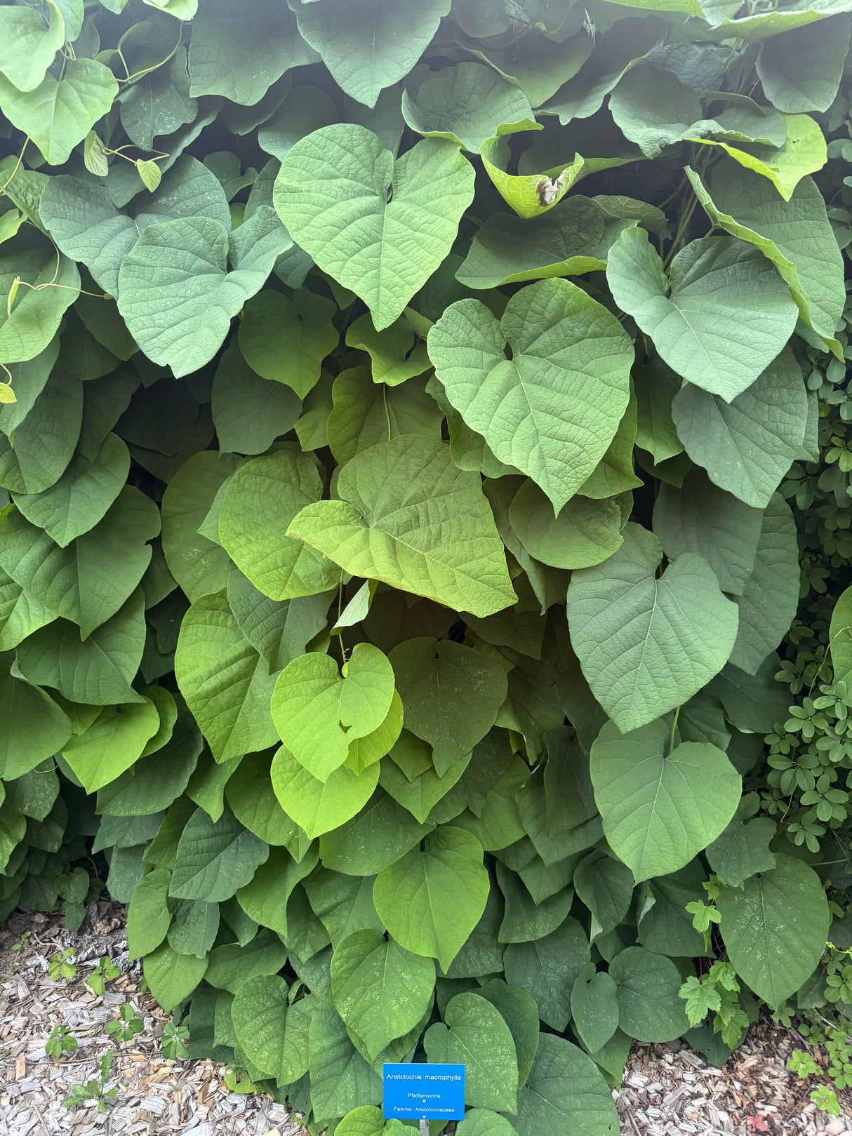 Aristolochia durior Pfeifenwinde