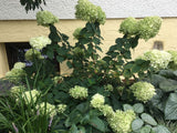 Hydrangea panic. 'Bobo'  -R- Rispenhortensie 'Bobo'  -R-