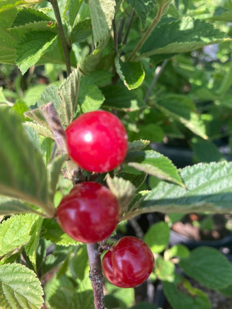 Prunus tomentosa 'Orient' Filzkirsche 'Orient'