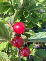 Prunus tomentosa 'Orient' Filzkirsche 'Orient'
