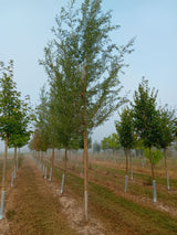 Salix alba Silberweide