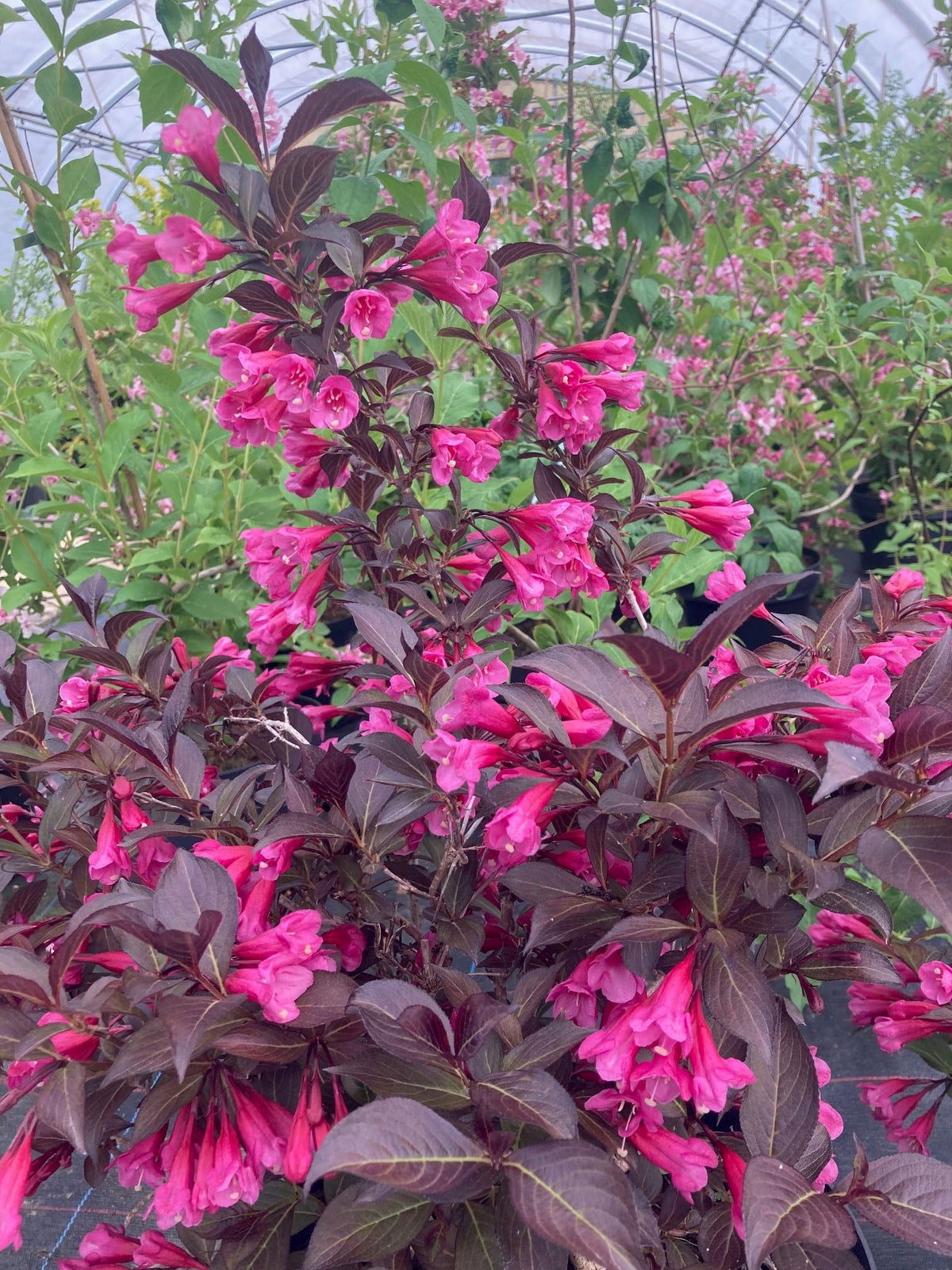 Weigela florida 'Foliis Purpureis' Weigelie