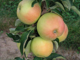 Malus 'Goldcats'  -S-                  CAC Säulenapfel 'Goldcats'  -S-