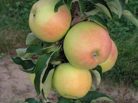 Malus 'Goldcats'  -S-                  CAC Säulenapfel 'Goldcats'  -S-