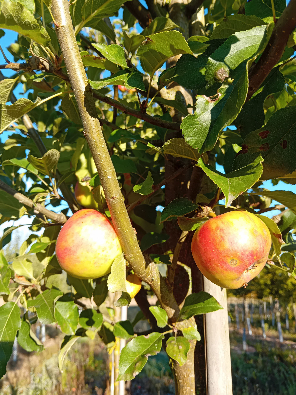 Malus 'Karneval'  -S-                  CAC Apfel 'Karneval'  -S-