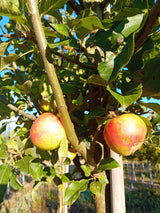 Malus 'Karneval'  -S-                  CAC Apfel 'Karneval'  -S-