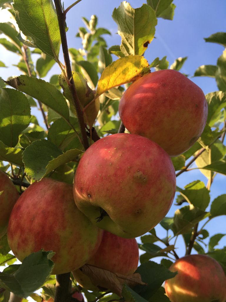Malus 'Karneval'  -S-                  CAC Apfel 'Karneval'  -S-