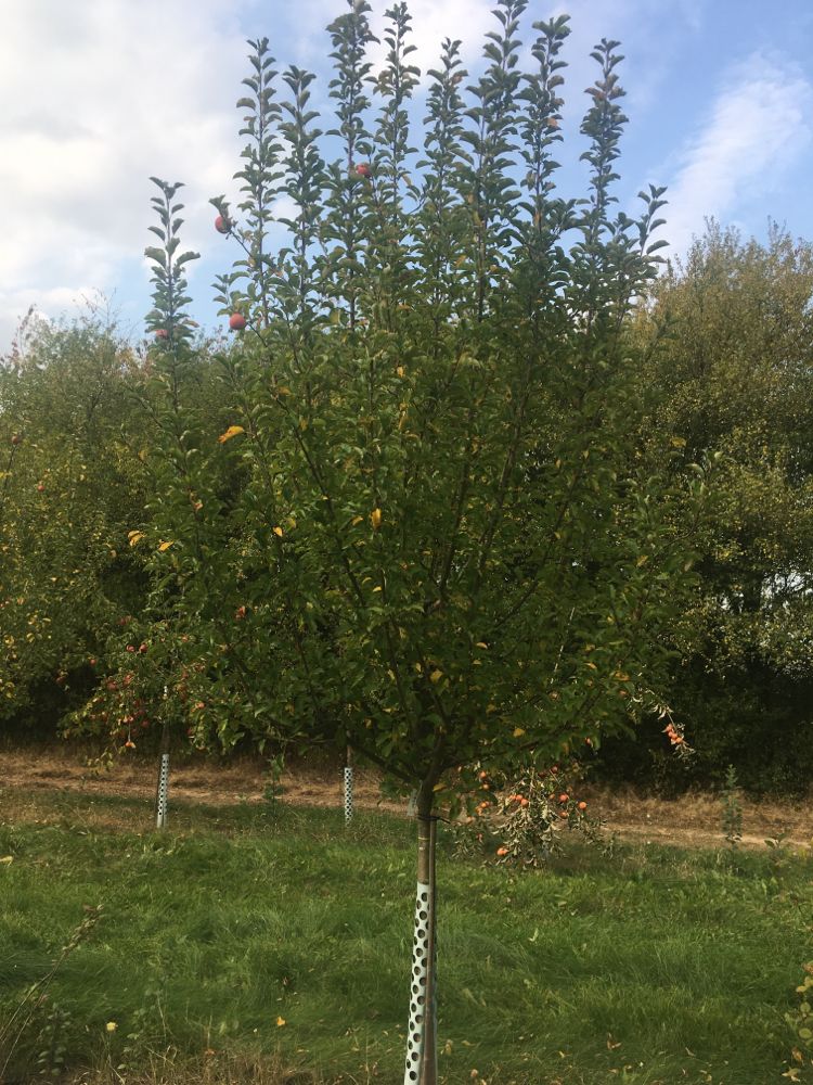 Malus 'Karneval'  -S-                  CAC Apfel 'Karneval'  -S-