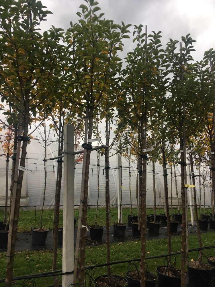 Malus 'Karneval'  -S-                  CAC Apfel 'Karneval'  -S-