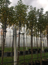 Malus 'Karneval'  -S-                  CAC Apfel 'Karneval'  -S-