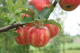 Malus 'Karneval'  -S-                  CAC Apfel 'Karneval'  -S-