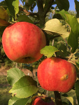 Malus 'Karneval'  -S-                  CAC Apfel 'Karneval'  -S-