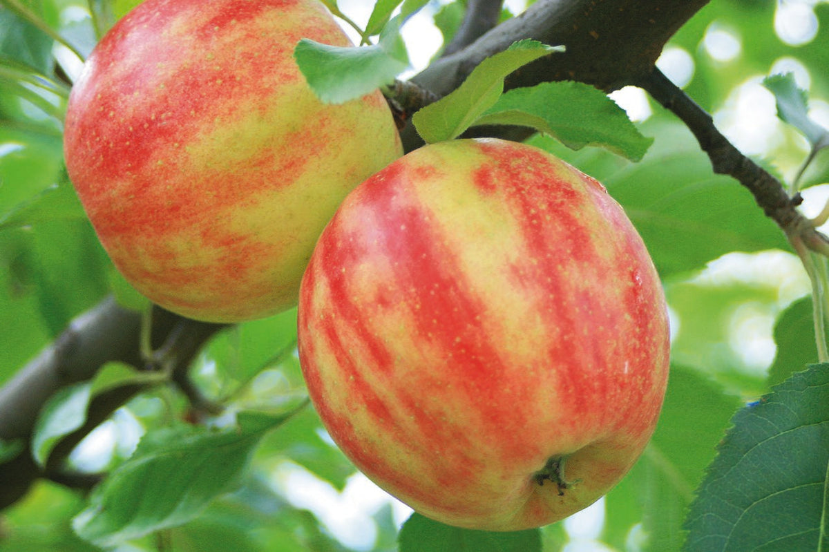 Malus 'Karneval'  -S-                  CAC Apfel 'Karneval'  -S-
