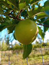 Malus 'Merkur'  -S-                    CAC Apfel 'Merkur'  -S-                mittel