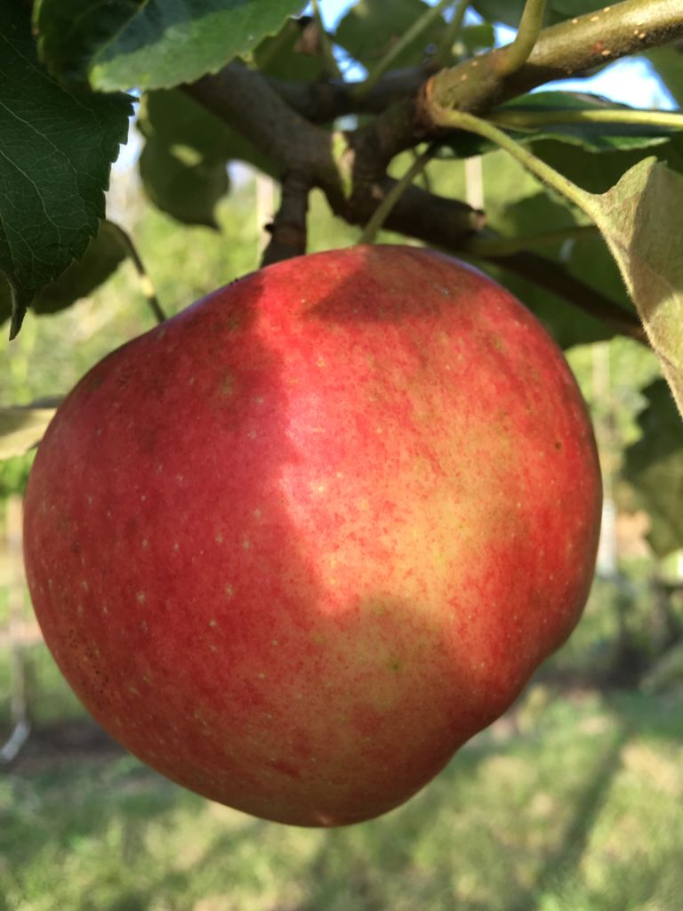 Malus 'Merkur'  -S-                    CAC Apfel 'Merkur'  -S-                mittel
