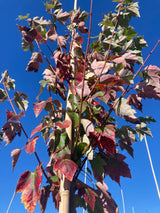Acer rubrum 'October Glory' Rotahorn 'October Glory'