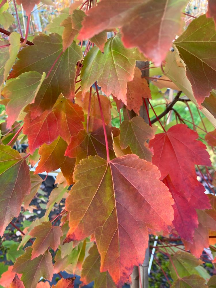 Acer rubrum 'October Glory' Rotahorn 'October Glory'