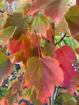 Acer rubrum 'October Glory' Rotahorn 'October Glory'