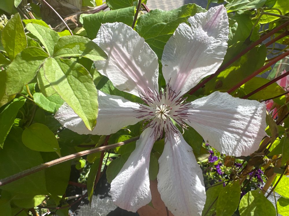 Clematis viticella 'Huldine' Italienische Waldrebe 'Huldine'