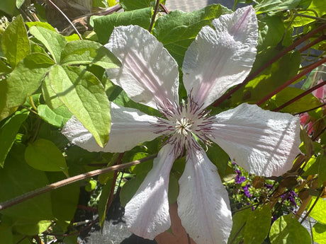 Clematis viticella 'Huldine' Italienische Waldrebe 'Huldine'