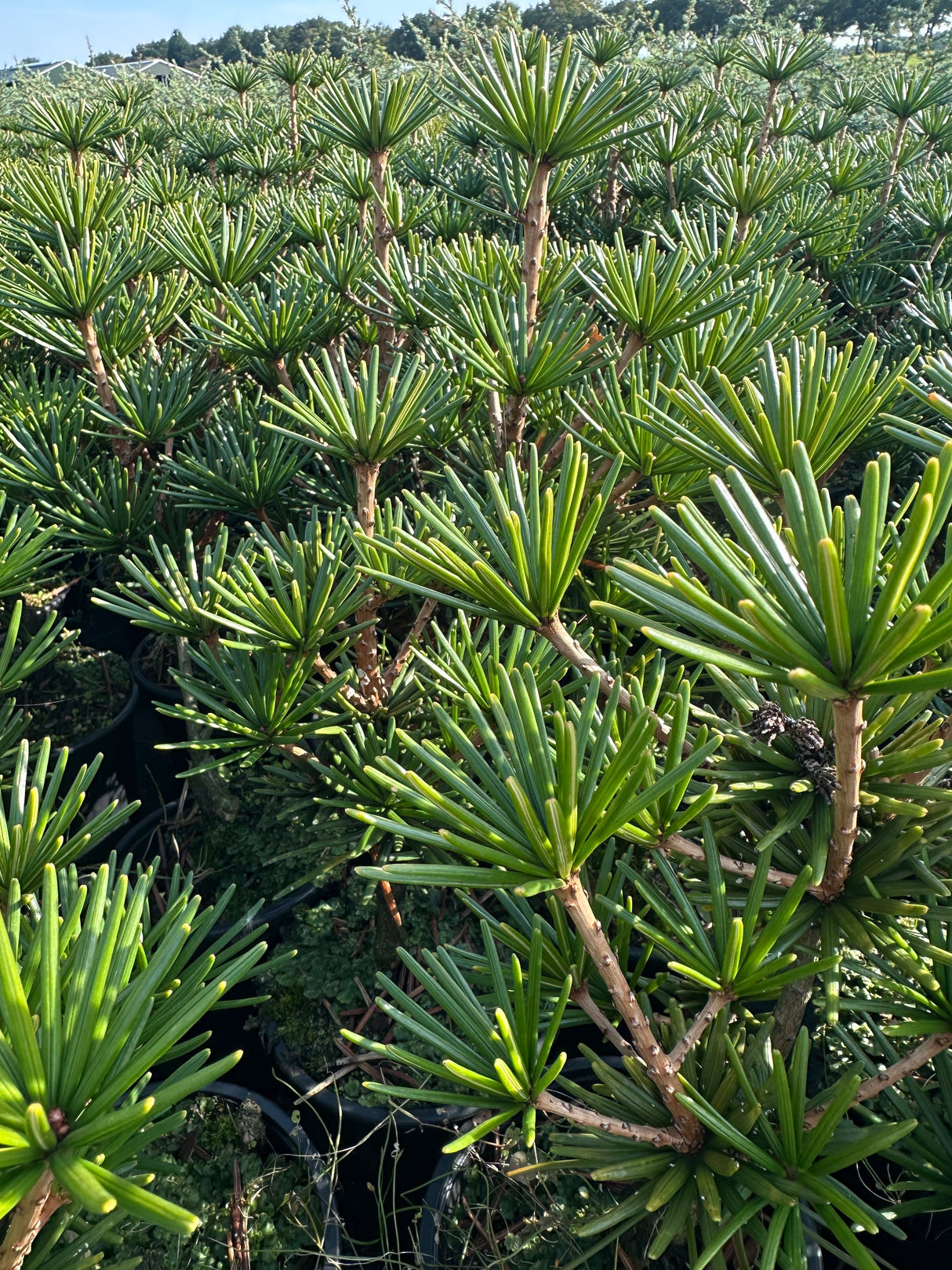 Sciadopitys verticillata Japan.Schirmtanne