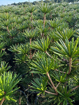 Sciadopitys verticillata Japan.Schirmtanne