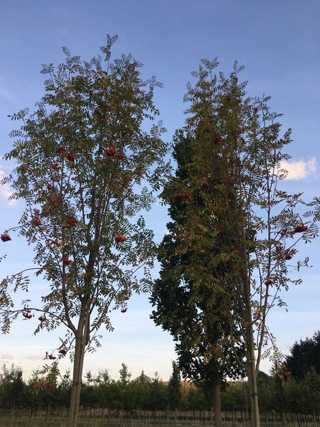 Sorbus aucuparia 'Edulis' Eßbare Eberesche