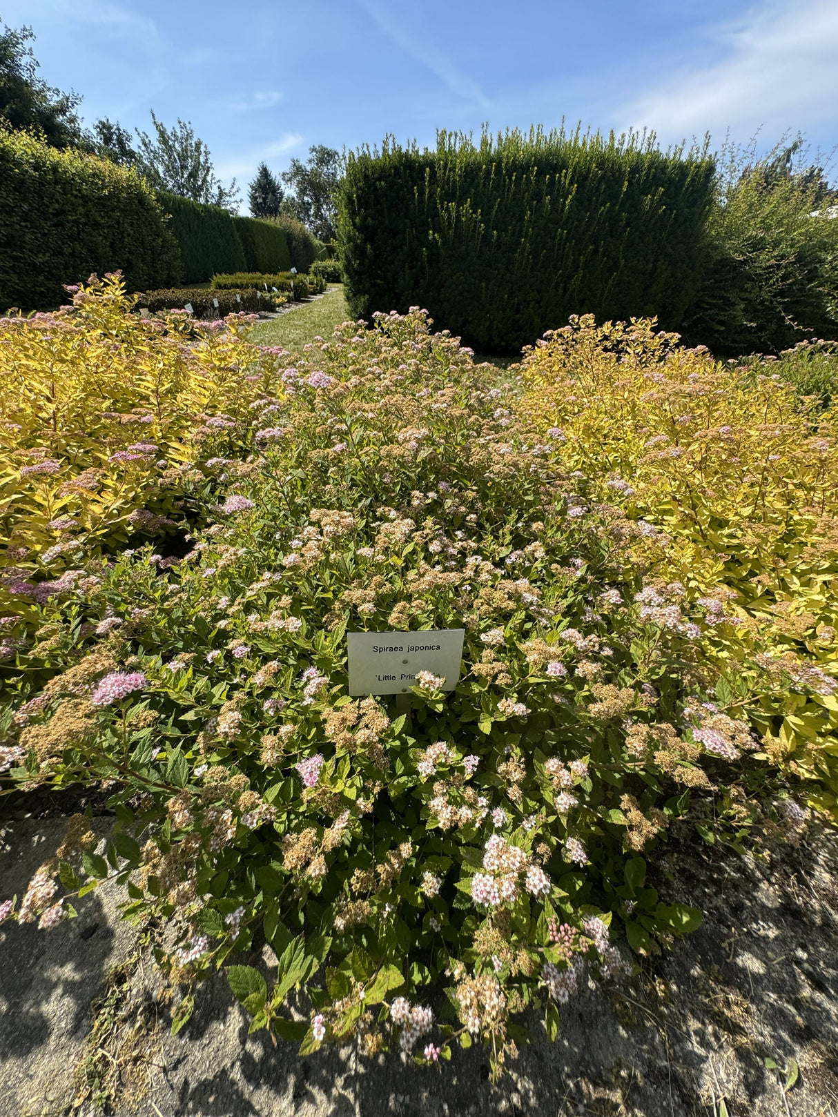 Spiraea japonica 'Little Princess' Rosa Zwergspiere