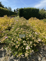 Spiraea japonica 'Little Princess' Rosa Zwergspiere