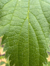 Celtis australis Südlicher Zürgelbaum
