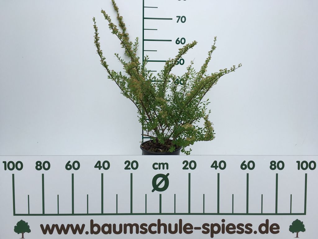 Spiraea nipponica 'Snowmound' Strauchspiere 'Snowmound'