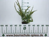 Spiraea nipponica 'Snowmound' Strauchspiere 'Snowmound'