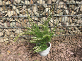 Spiraea nipponica 'Snowmound' Strauchspiere 'Snowmound'