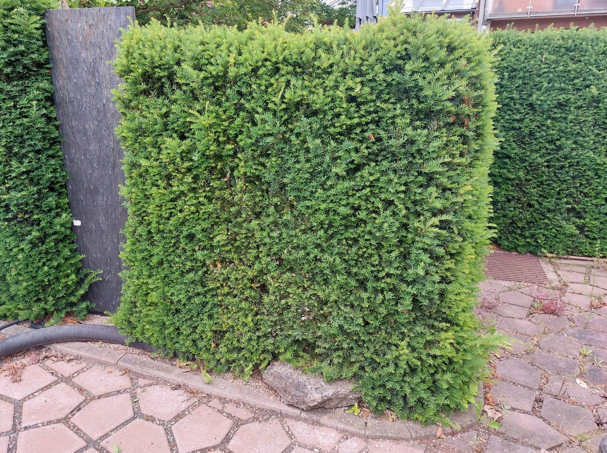 Taxus baccata Heimische Eibe
