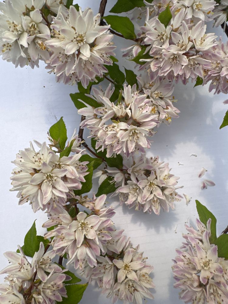 Deutzia 'Raspberry Sundae'  -R- Maiblumenstrauch