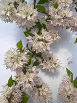 Deutzia 'Raspberry Sundae'  -R- Maiblumenstrauch