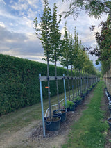 Tilia europaea 'Pallida' Kaiserlinde 'Pallida'