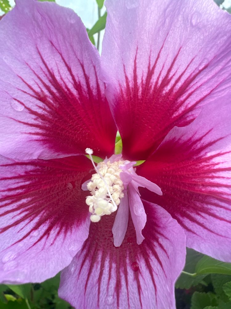 Hibiscus syria. 'Flower Tower Purple'  -R- Garteneibisch 'Flower Tower Purple'  -R-
