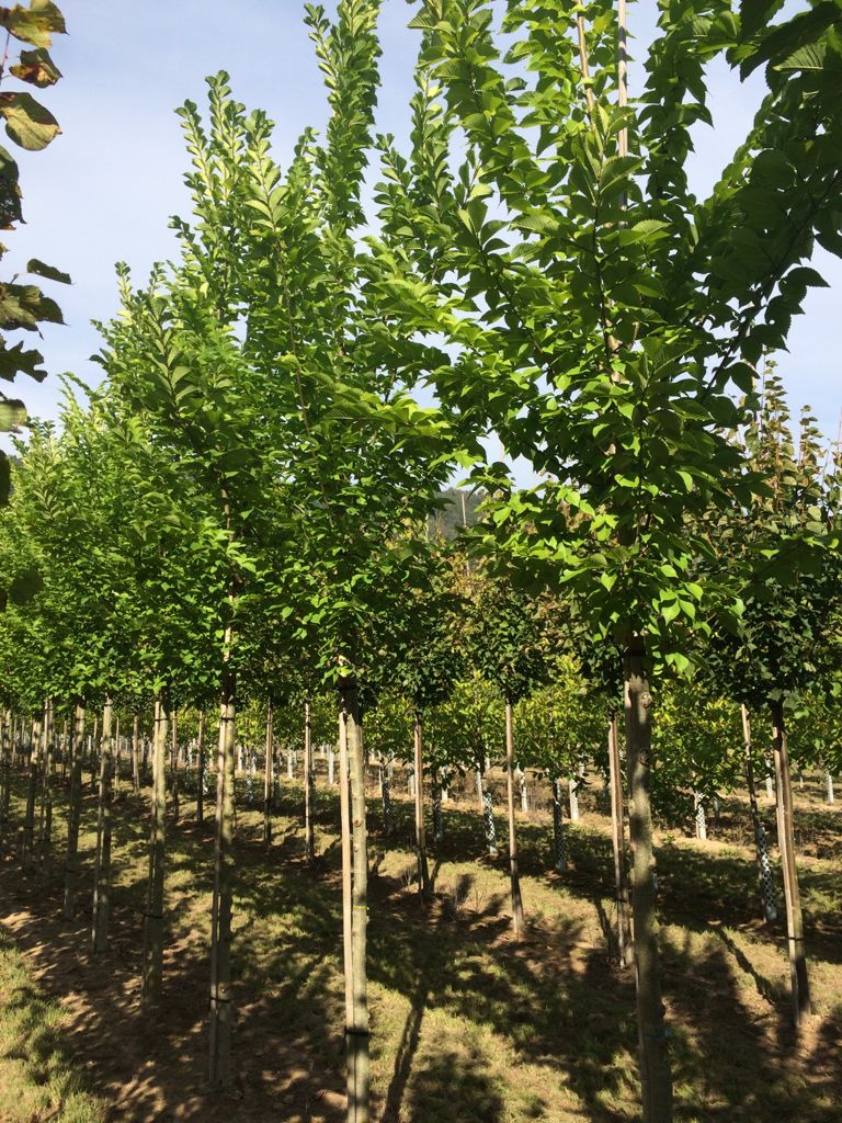 Ulmus hollandica 'Plantijn' Stadtulme 'Plantijn'