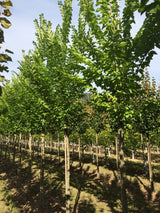 Ulmus hollandica 'Plantijn' Stadtulme 'Plantijn'
