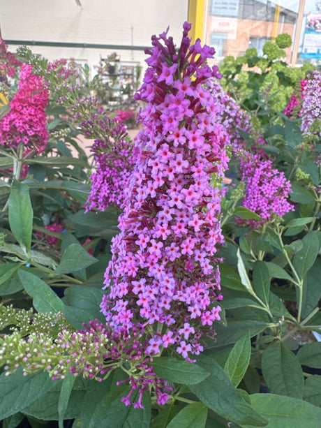 Buddleja dav. B. Candy -R- Little Pink  -S- Sommerflieder  B. Candy -R- Little Pink  -S-