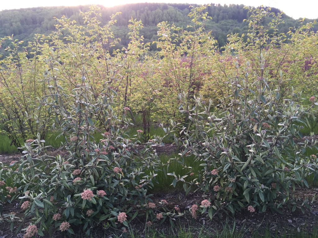 Viburnum 'Pragense' Prager Schneeball
