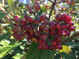 Viburnum rhytidophyllum Immergr.Zungen-Schneeball
