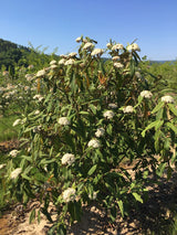 Viburnum rhytidophyllum Immergr.Zungen-Schneeball